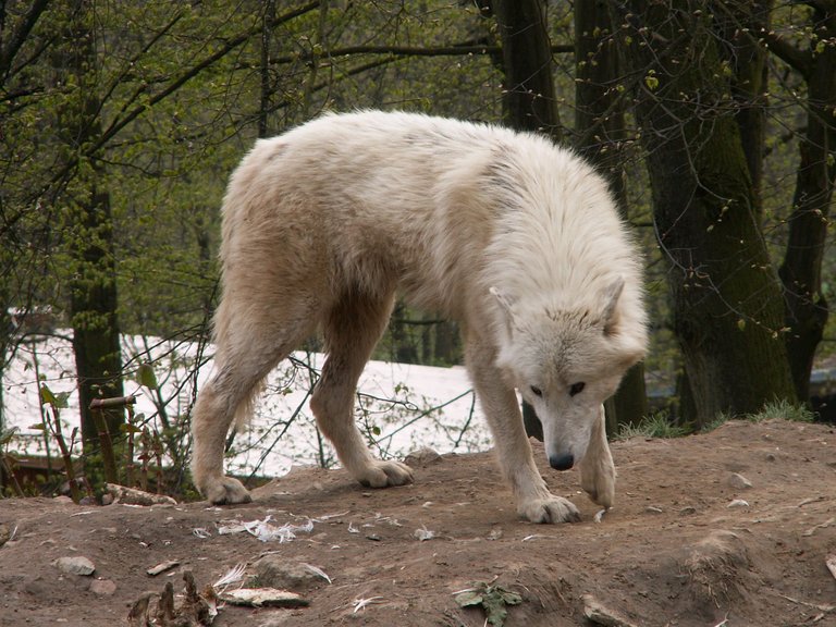 north_american_arctic_wolf_04_by_animalphotos.jpg