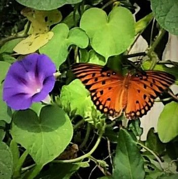 butterfly on morning glory (2).jpg