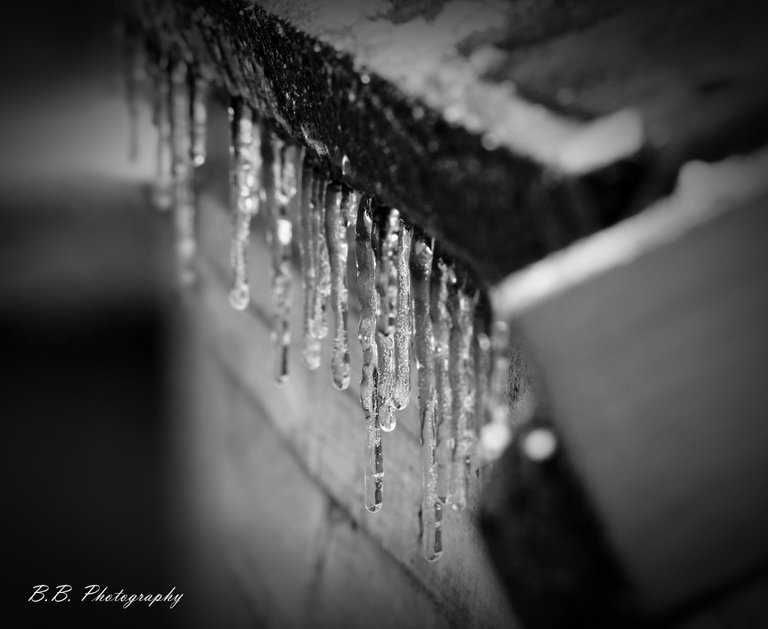 icicles bnw watermarked.JPG