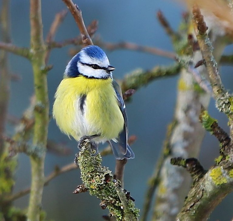 mésange bleue.JPG