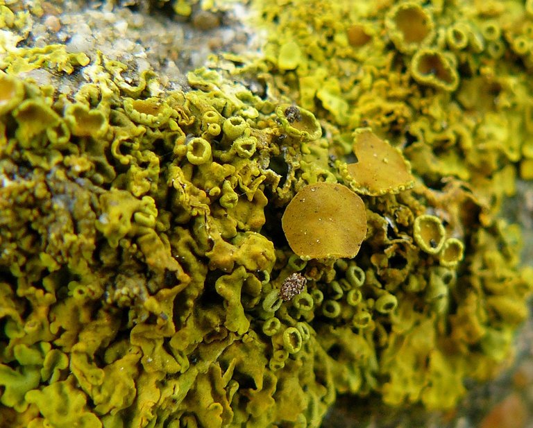 lichen.jpg