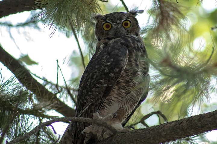 owl-3382066__480.jpg