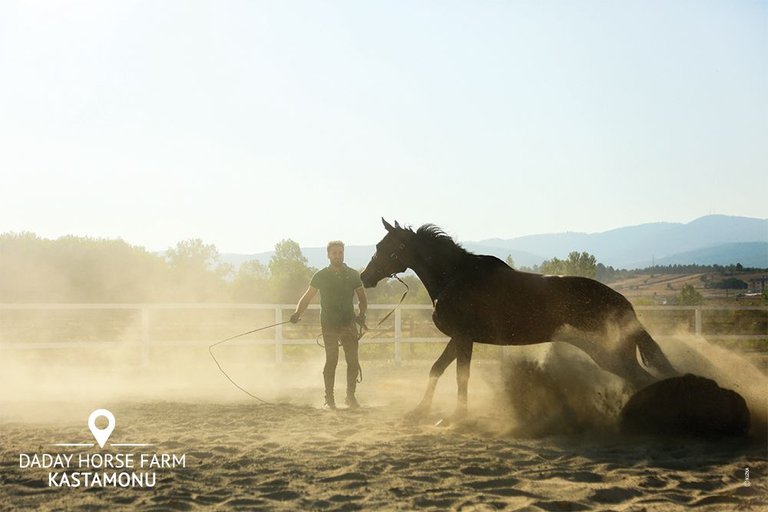 kastamonu_daday_horse_farms_summer_day_en_09.jpg