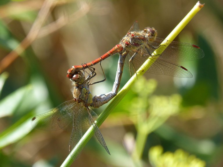 dragonflies-1702430_960_720.jpg