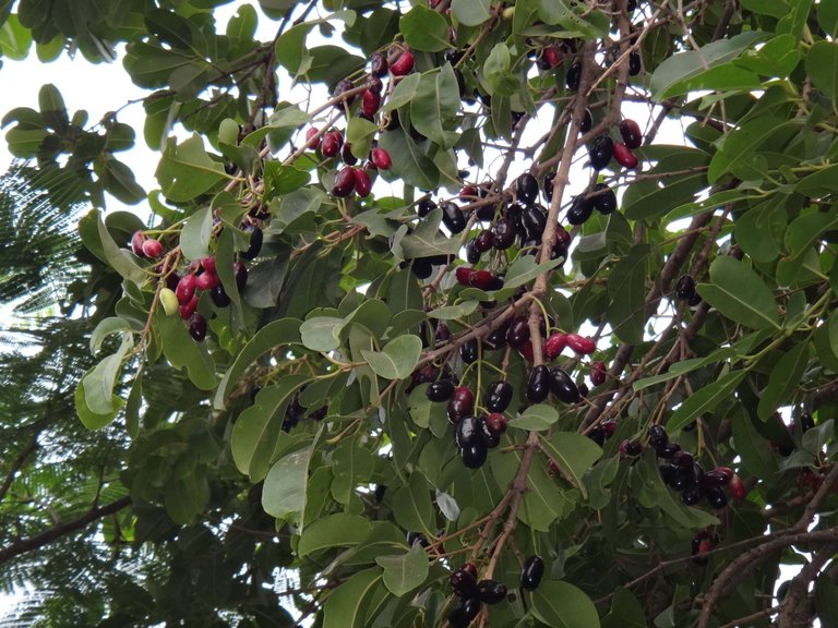 Fruits_of_Jamblang_(Syzygium_cumini).JPG