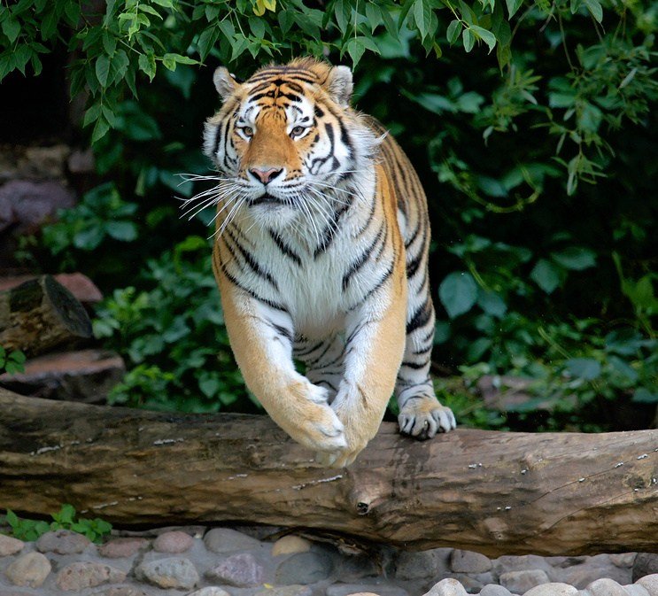 Photo-Running-Amur-Tiger-Siberia.jpg