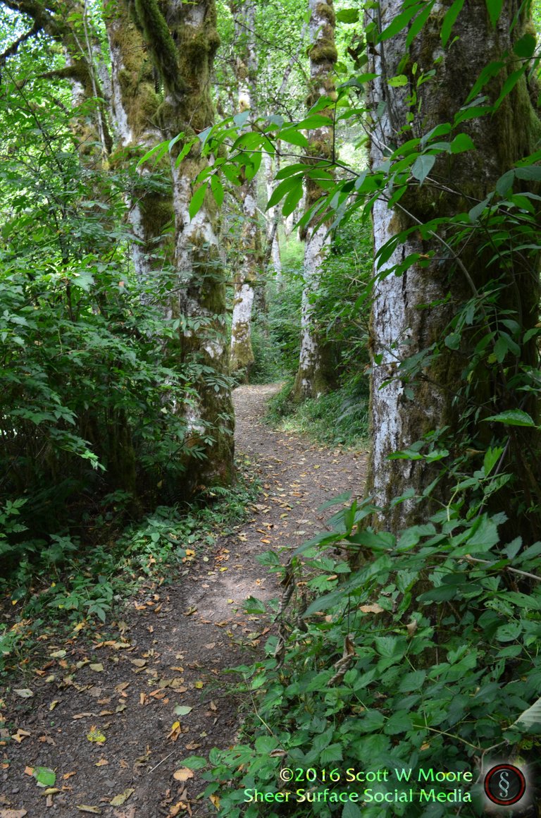 Wooded Path 1 Hebo Lake Aug 2016.jpg