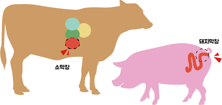 pig.png