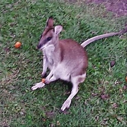 Rock wallaby1.jpg