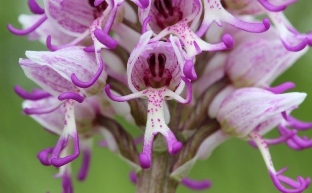 79598_nakedmanorchid.jpg