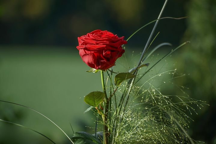 rose-3149370__480.jpg