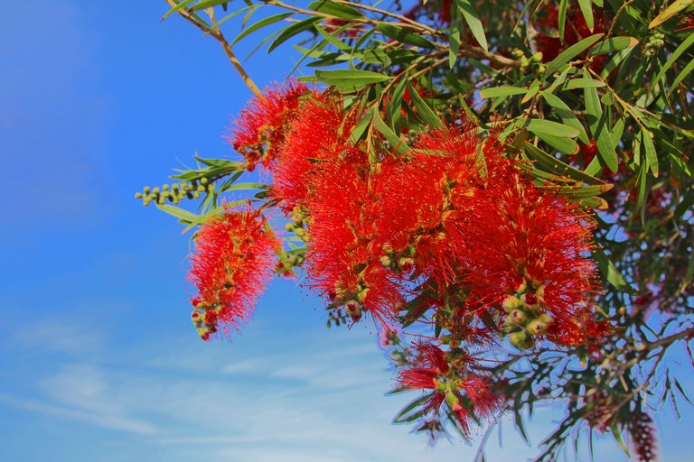 Callistemon citrynus