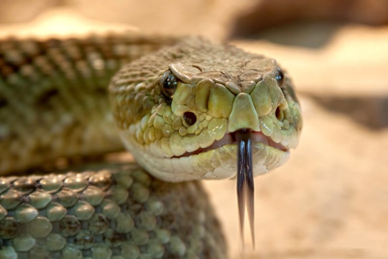 rattlesnake-653642_1920.jpg