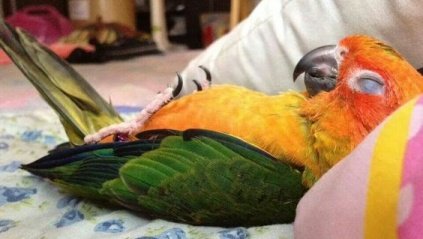 sleepy sun conure.jpg