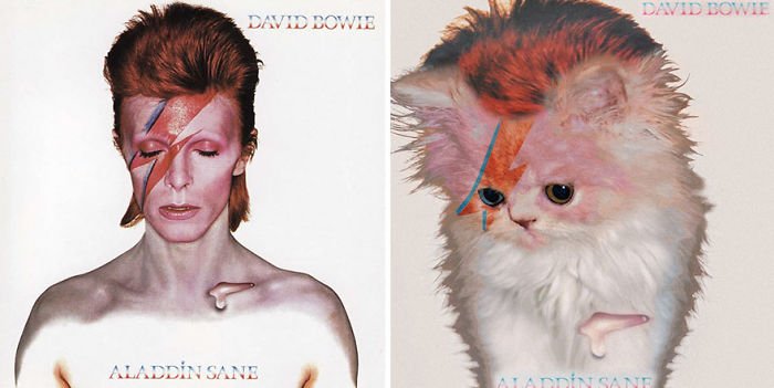 This-guy-created-very-cute-covers-of-the-music-world-replacing-singers-with-cats-5a2e80996884d__700.jpg