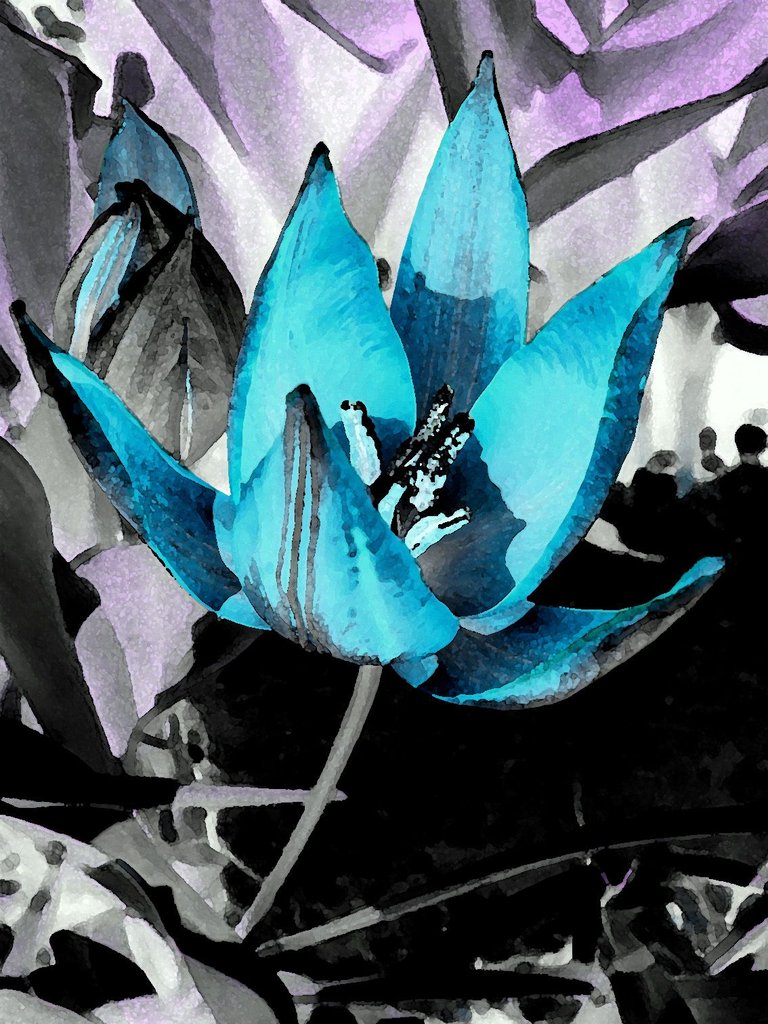 tulip edit 2.jpg