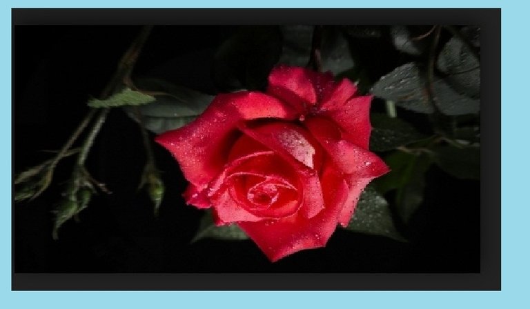 99 Dew Drops On Pink Rose - Flowers.jpg
