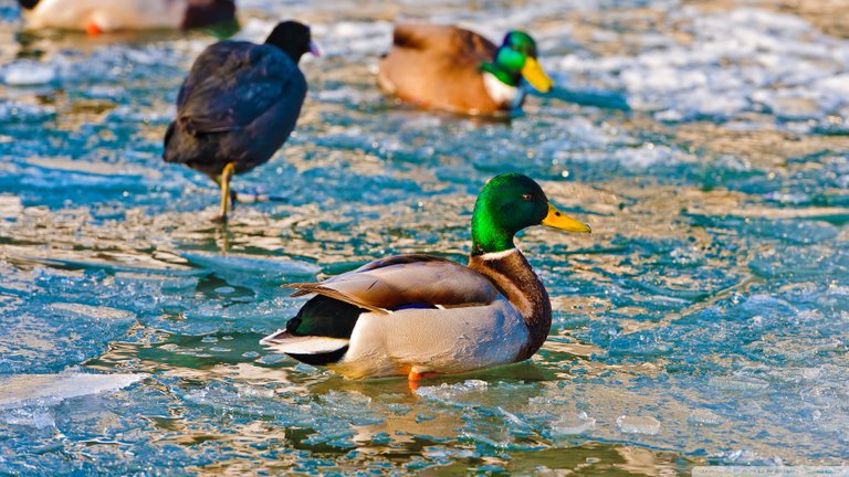 ducks_on_frozen_water-wallpaper-1920x1080.jpg