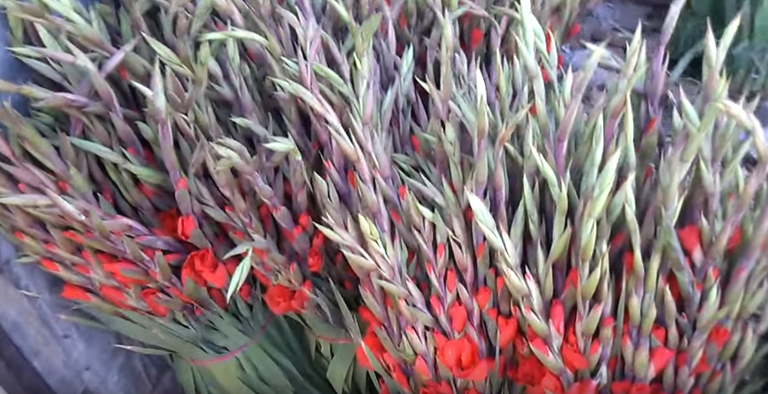 Red flowers.png