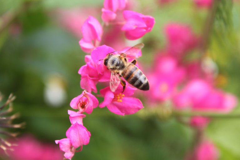 bee up close.jpg