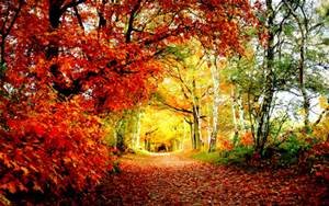 road tunnel read leaves.jpg