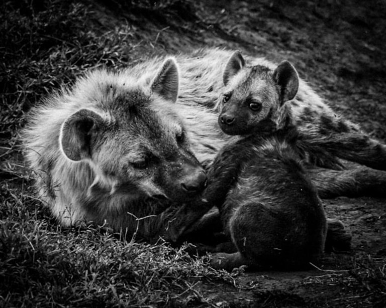 5225-Baby_hyena_with_mother_Laurent_Baheux_xgaplus.jpg