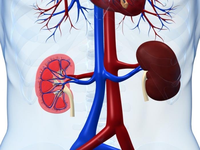 cross-section-of-the-kidneys.jpg