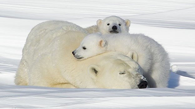 oso-polar-cubs.jpg