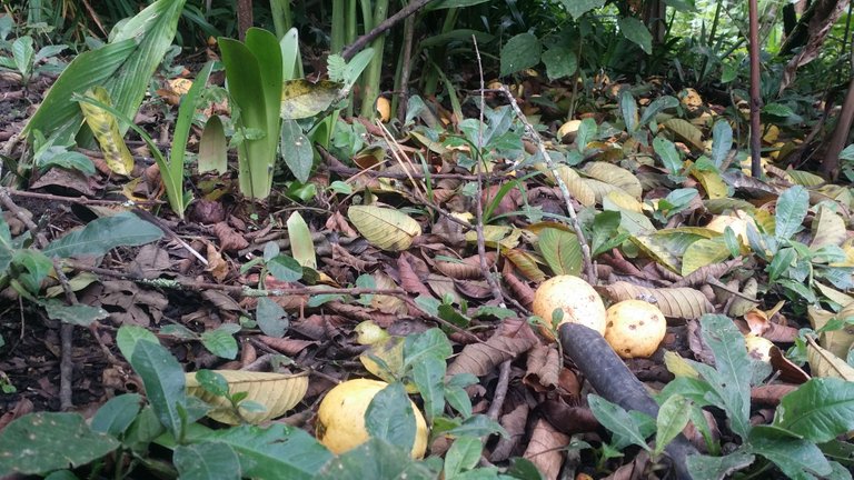 guavas on the ground.jpg