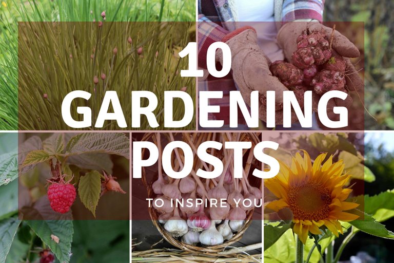 10 Gardening Posts to Inspire You .jpg