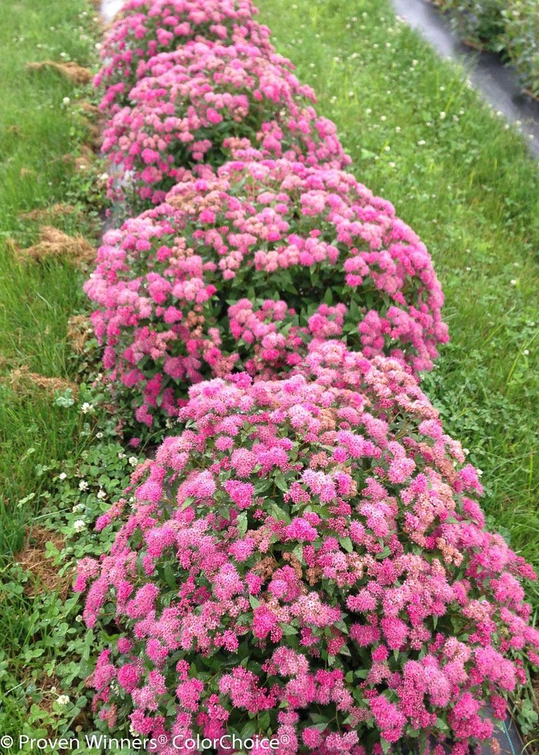 double_play_pink_spirea-1.jpg