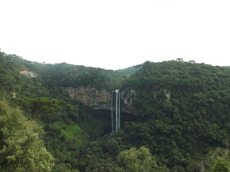 bosque tropical selva.jpg