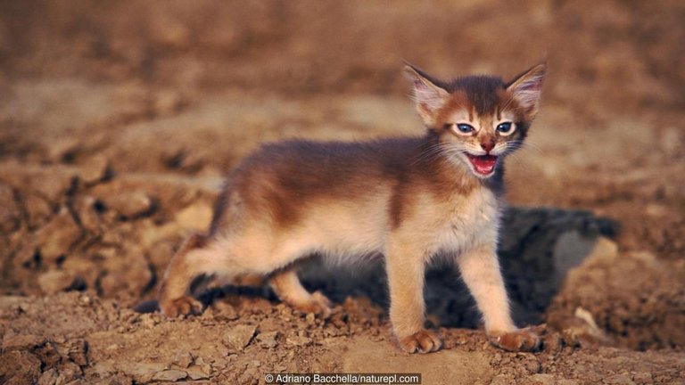 desert cat.jpg