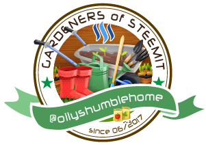 Steemit-Gardeners-oilyshome.png