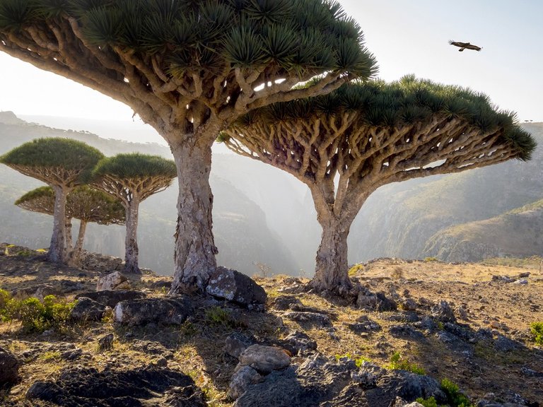 dragon-trees-socotra-yemen.jpg