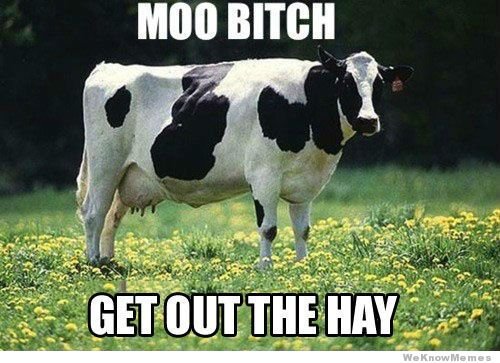 moo-bitch-get-out-the-hay.jpg