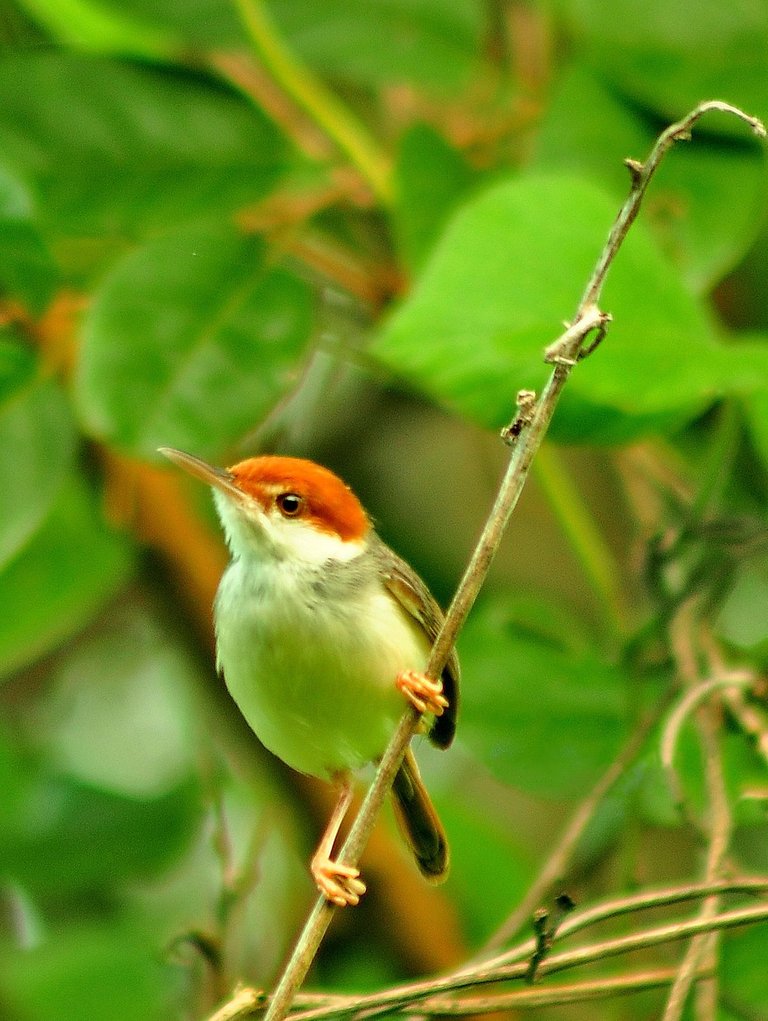 1200px-Rufous-tailed_tailorbird.jpg