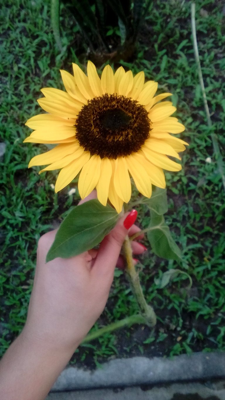 girasol.jpg