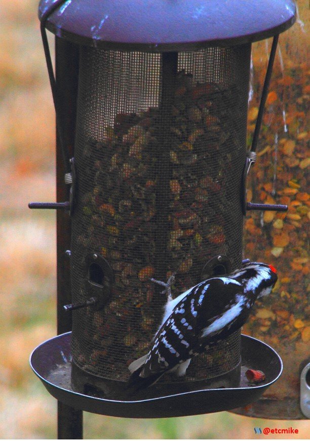 hairy woodpecker PFW22-su0082.JPG