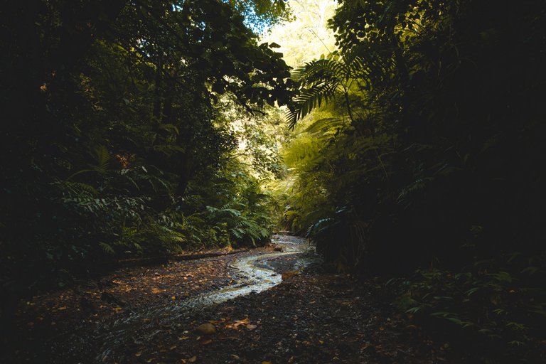 dried-leaves-environment-forest-1027393.jpg