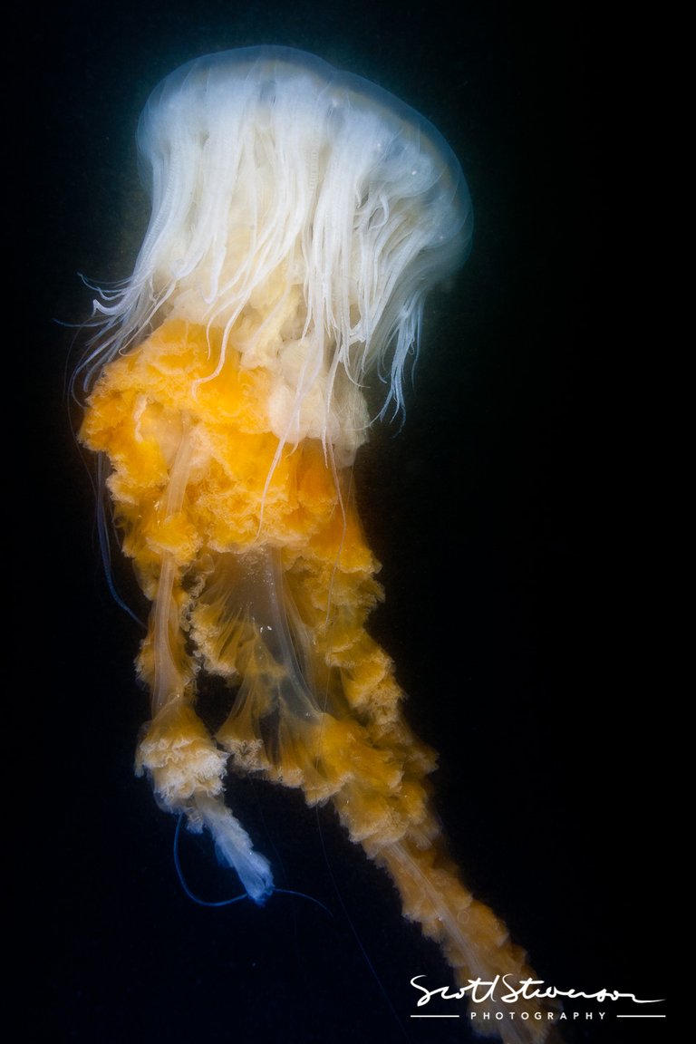 Fried Egg Jellyfish-1.jpg