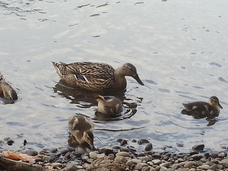 mama-duck-and-babies_34905092550_o.jpg