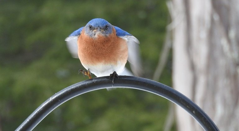 bluebird 7.jpg