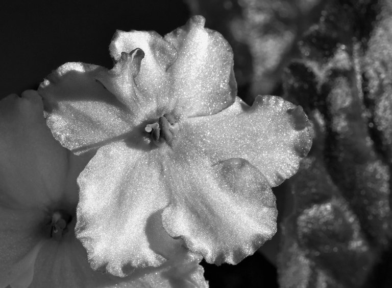 african violets white bw 1.jpg