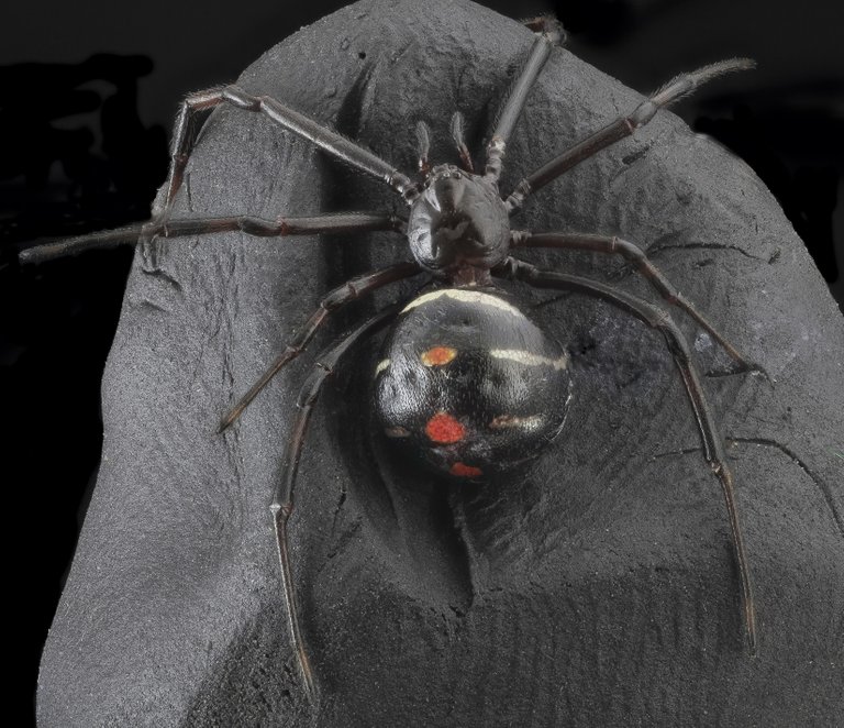 black-widow-spider-987989.jpg