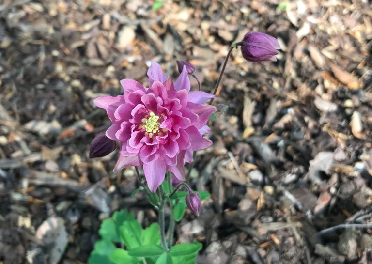 april flowers pink columbine.JPG