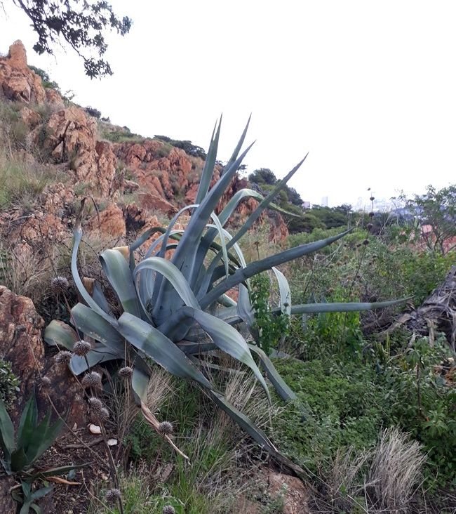 agave colour.jpg