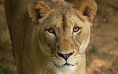 africanlion-001.jpg