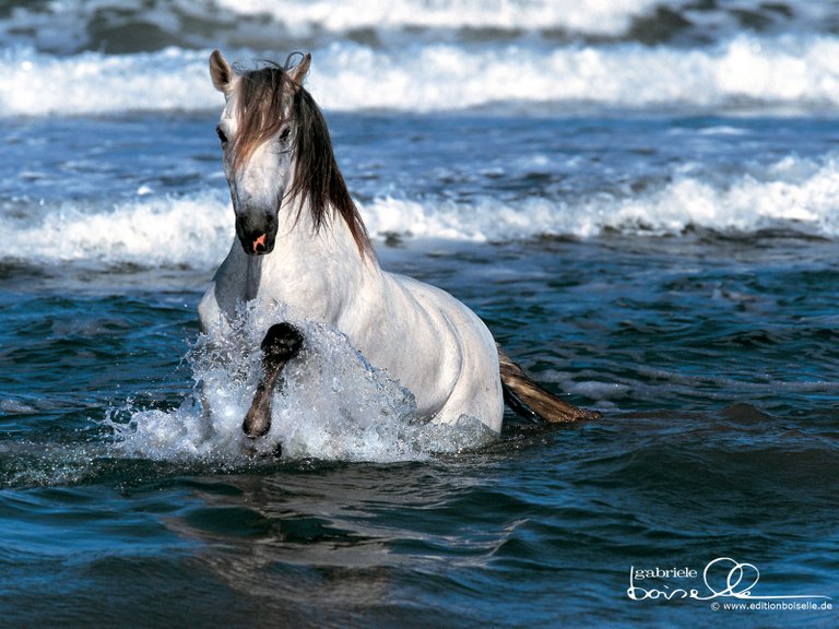 Horse-Wallpaper-horses-1899102-1600-1200.jpg