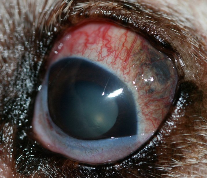 melanoma-perro-labrador.jpg